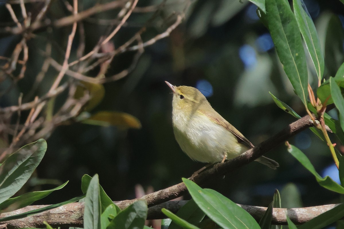 Green Warbler - ML646288408