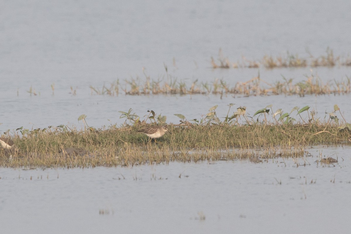 vodouš bahenní - ML646288413