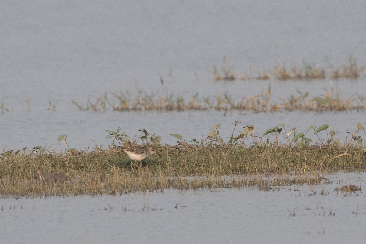 vodouš bahenní - ML646288414