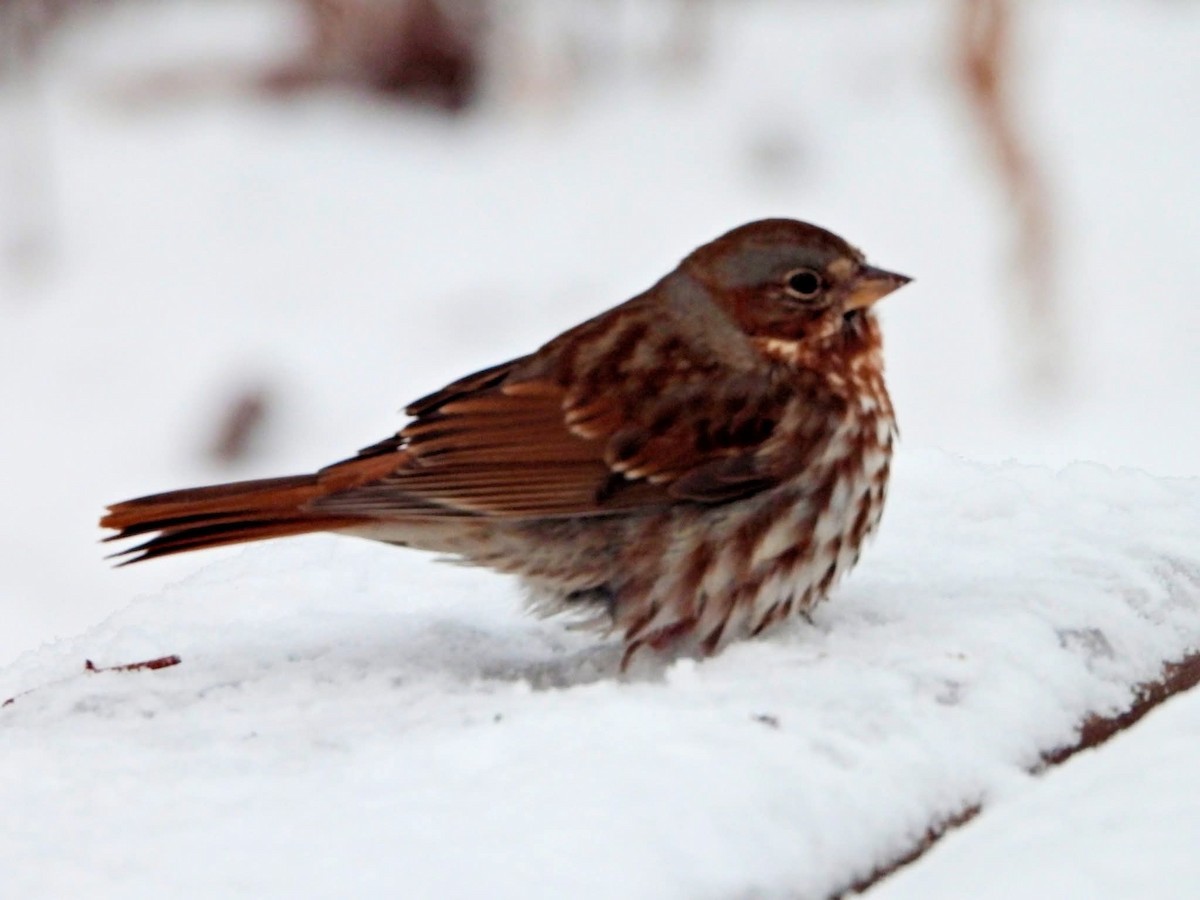 strnadec kaštanový - ML646288415