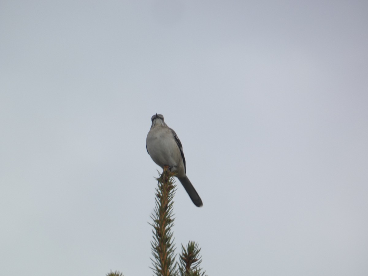 Пересмішник багатоголосий - ML646288418