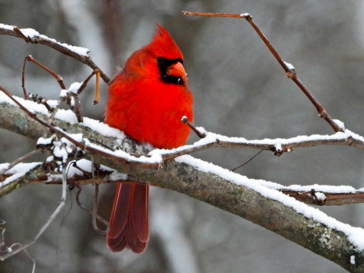 kardinál červený - ML646288420