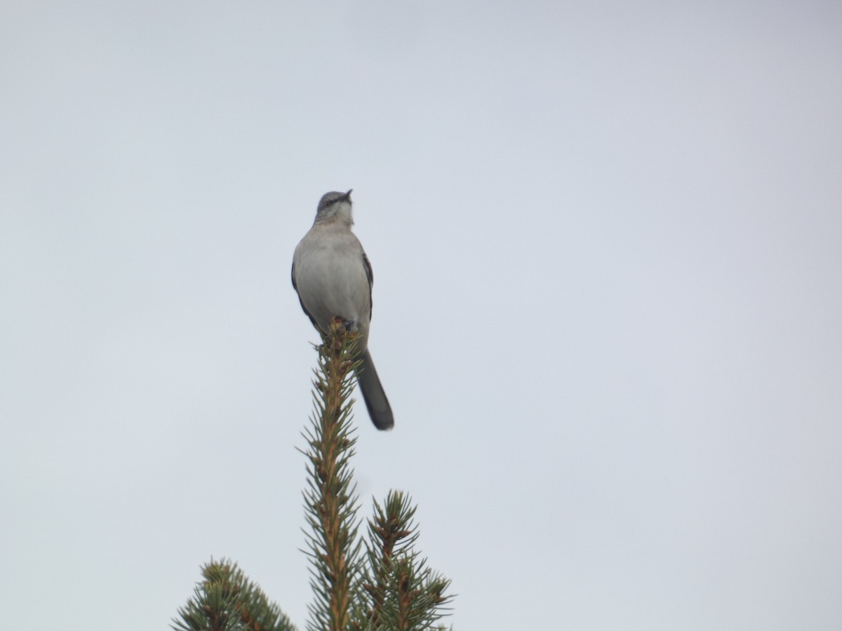 Пересмішник багатоголосий - ML646288421