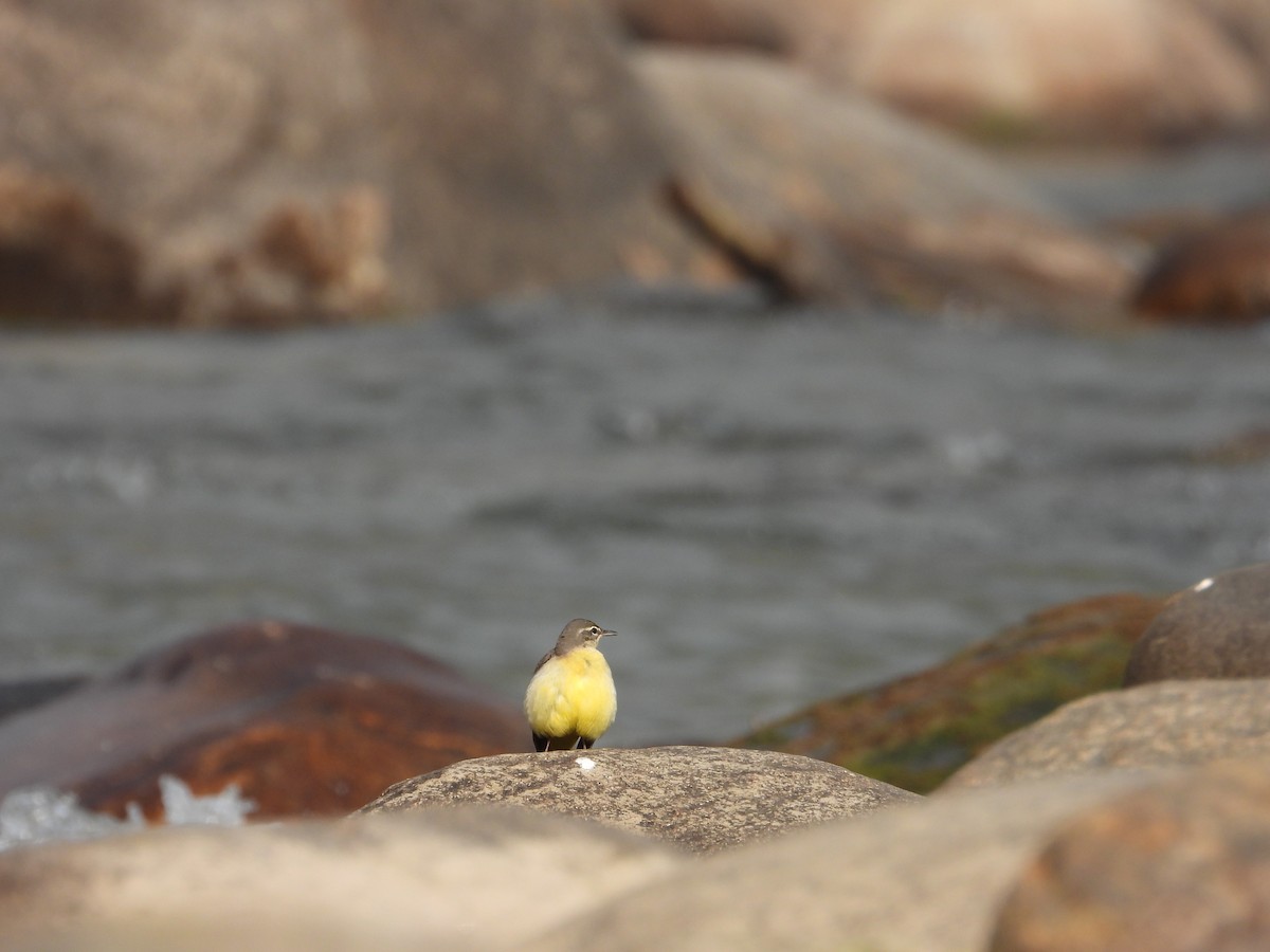 Gray Wagtail - ML646288430