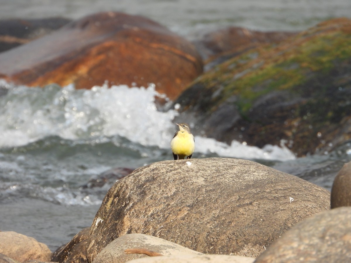 Gray Wagtail - ML646288431