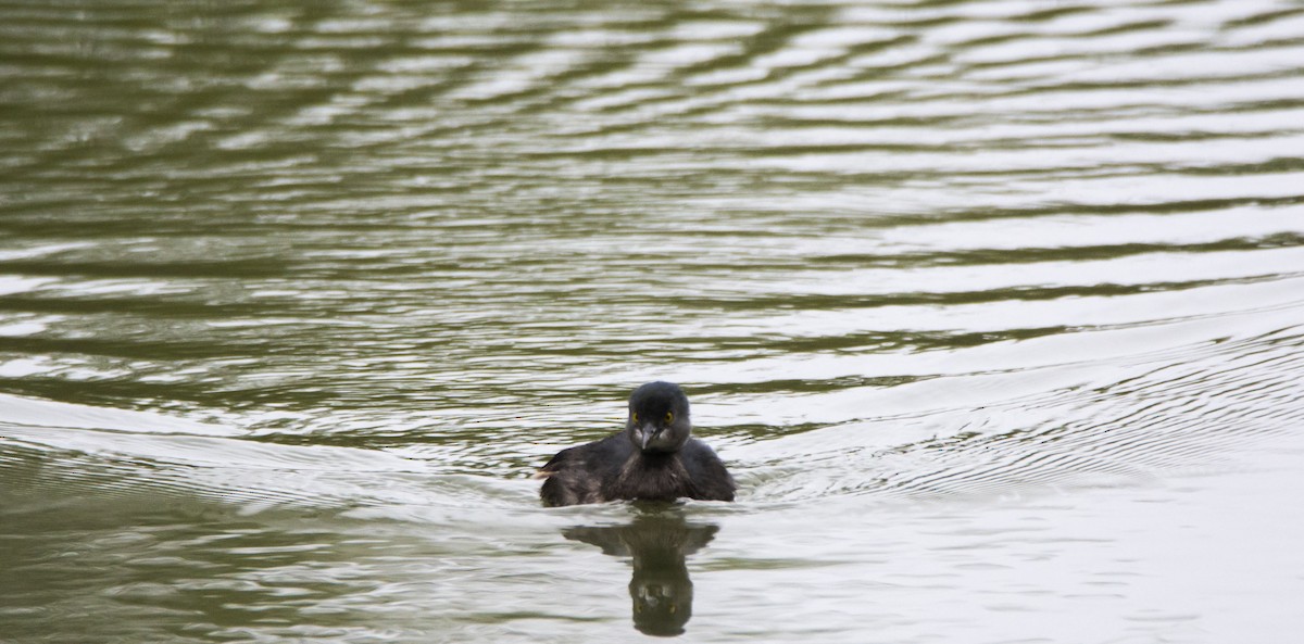 Least Grebe - ML646288433
