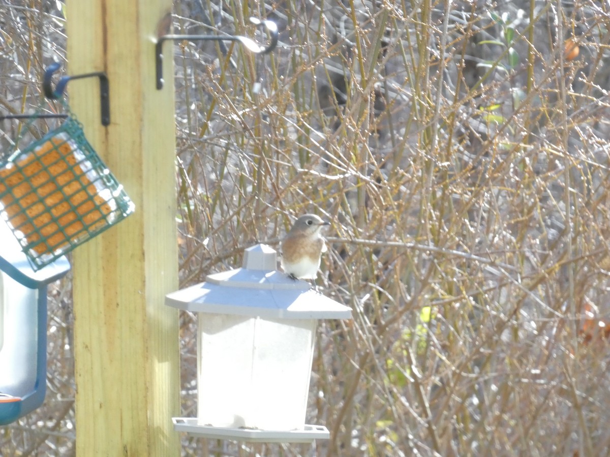 Eastern Bluebird - ML646288437