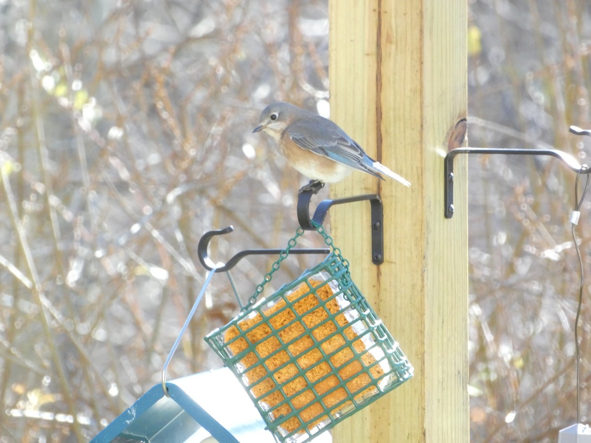 Eastern Bluebird - ML646288441