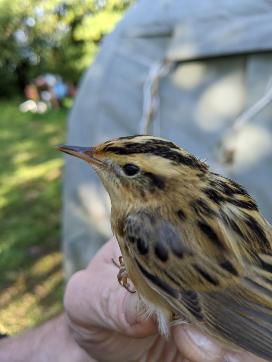 rákosník ostřicový - ML646288444