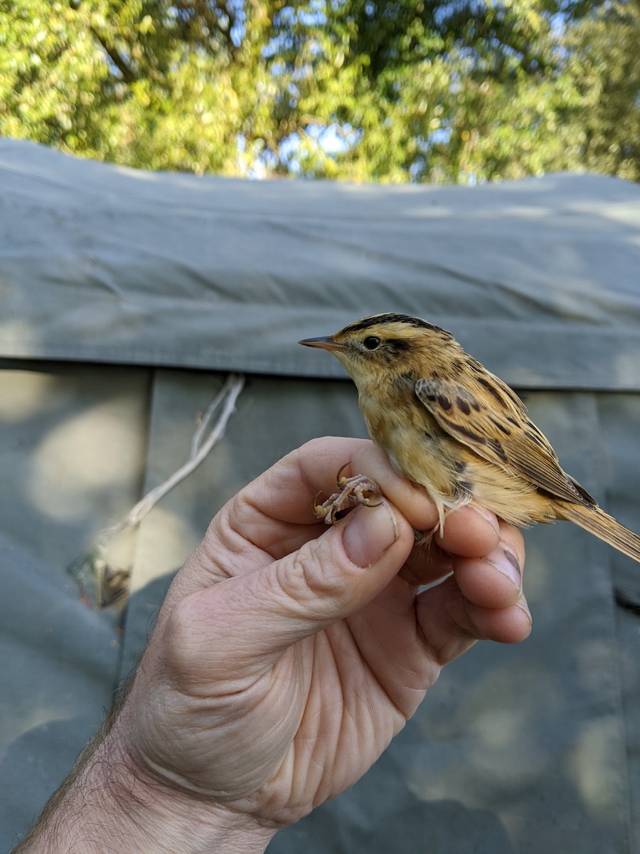 rákosník ostřicový - ML646288445