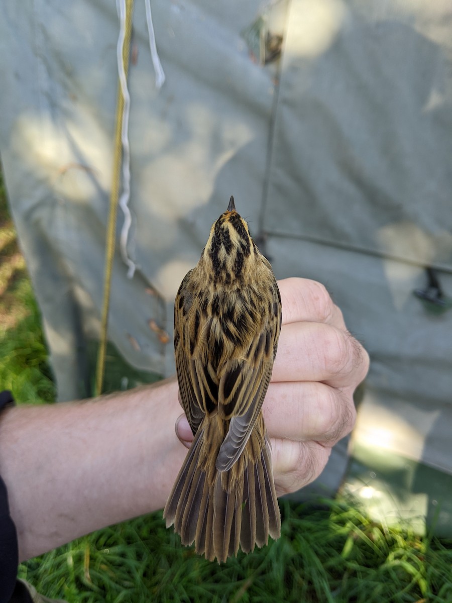 rákosník ostřicový - ML646288446