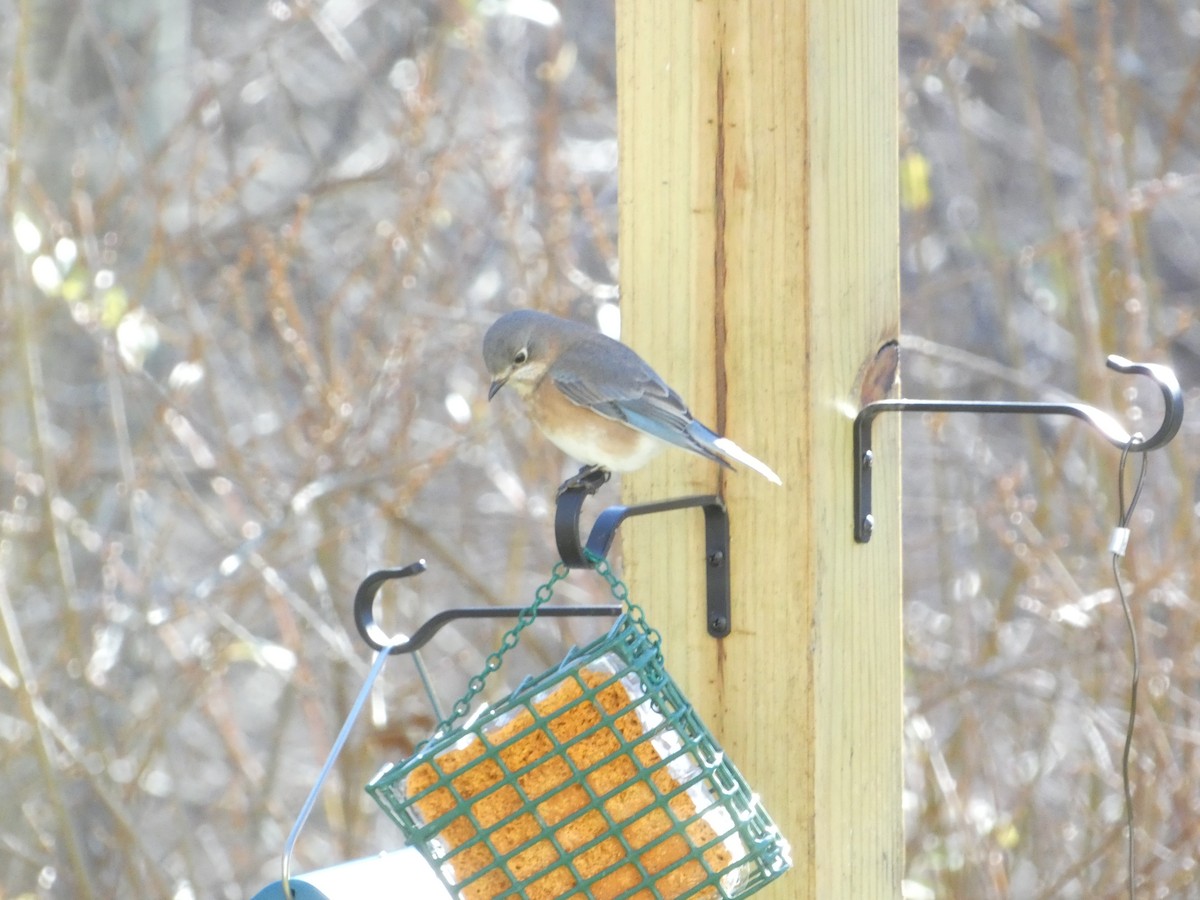 Eastern Bluebird - ML646288447