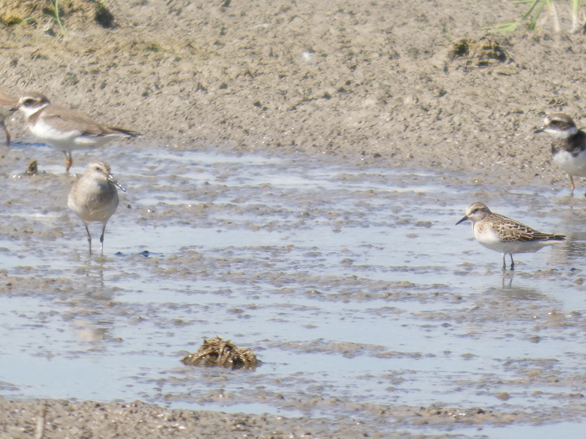 Little Stint - ML646288448