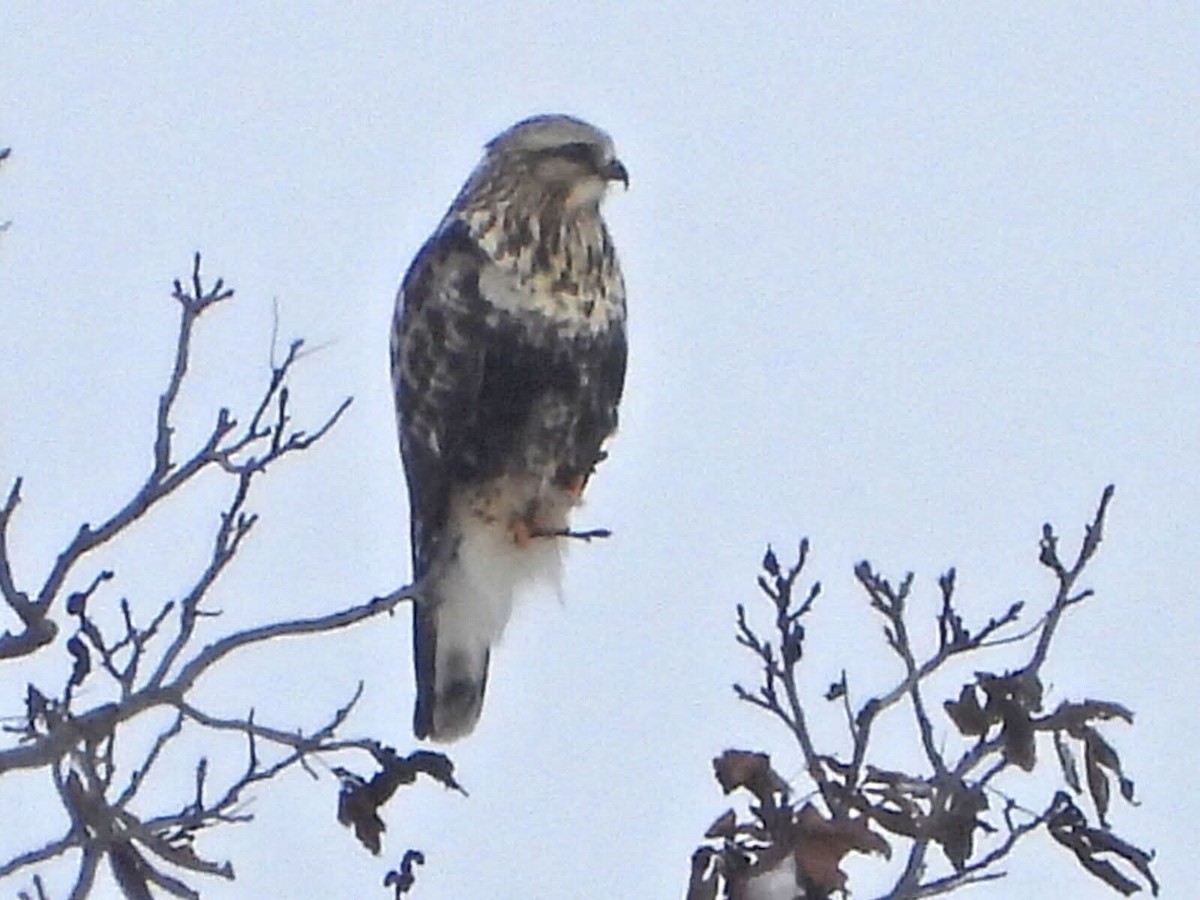 Rough-legged Hawk - ML646288450