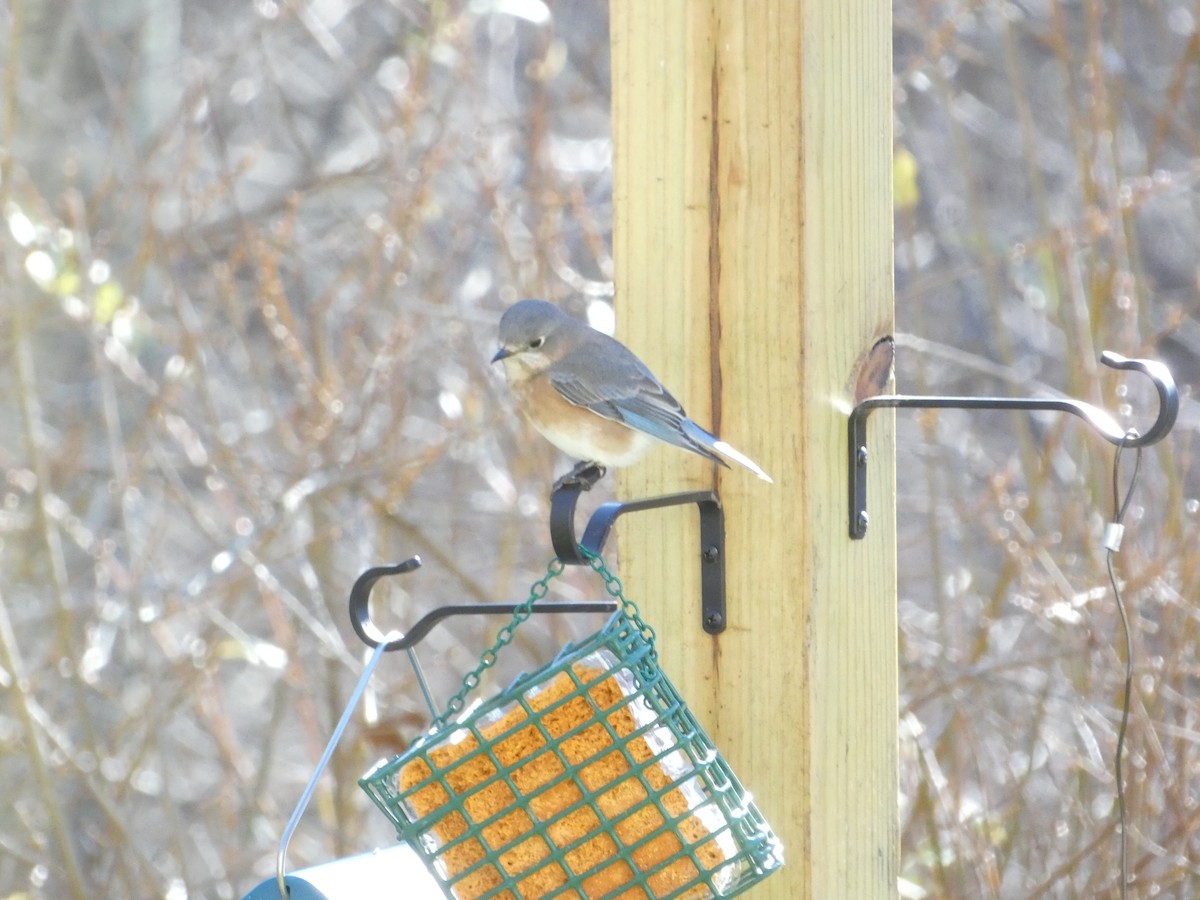 Eastern Bluebird - ML646288451