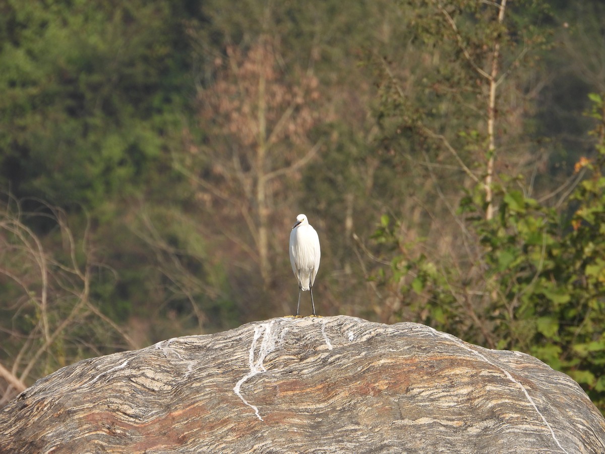 Little Egret - ML646288453