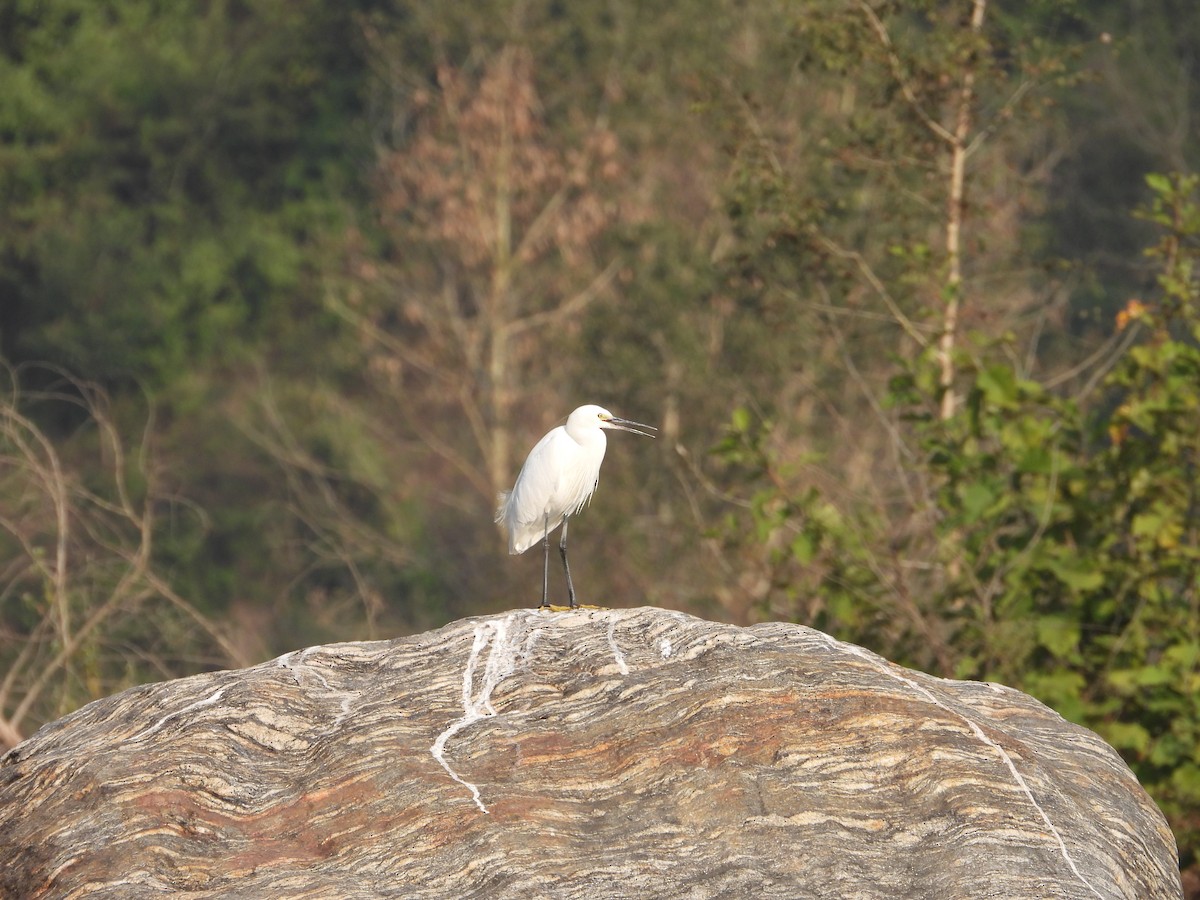 Little Egret - ML646288454