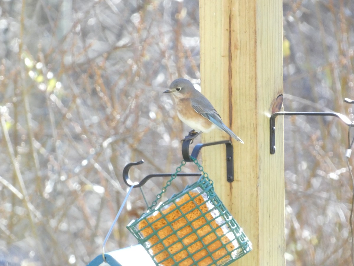 Eastern Bluebird - ML646288455