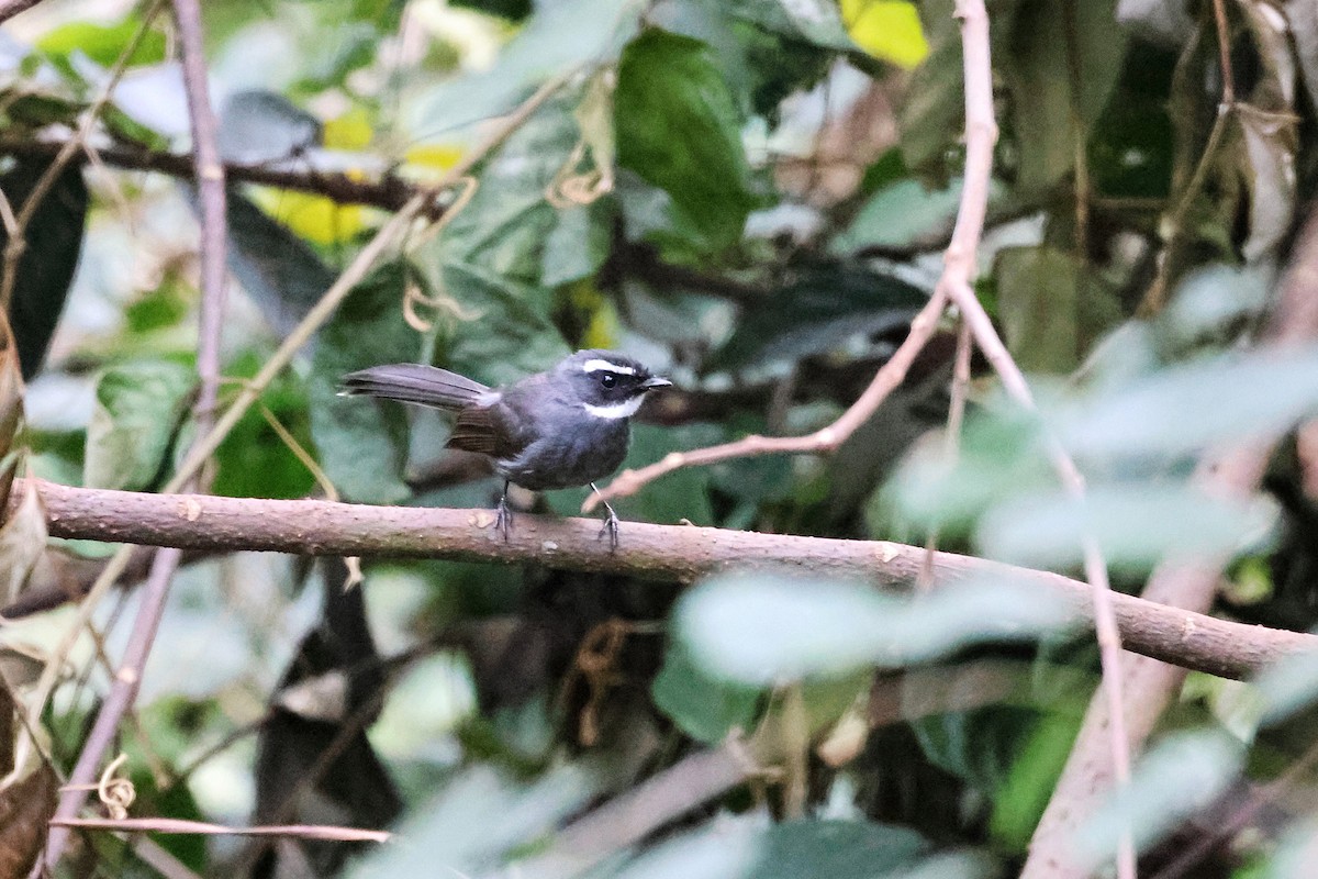 White-throated Fantail - ML646288456