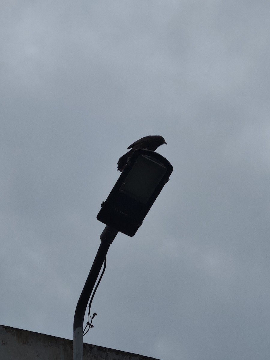 Yellow-billed Babbler - ML646288457