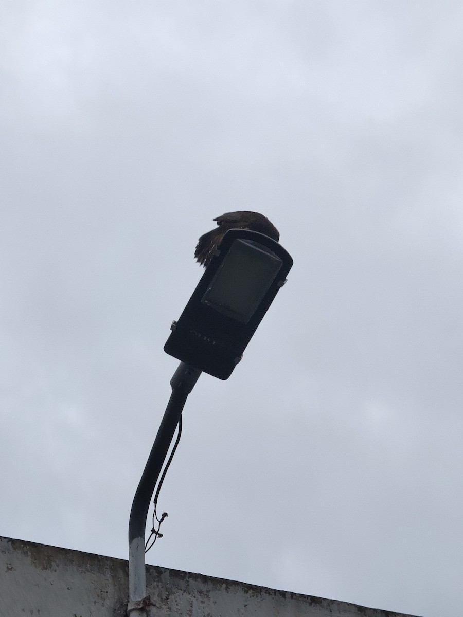 Yellow-billed Babbler - ML646288458