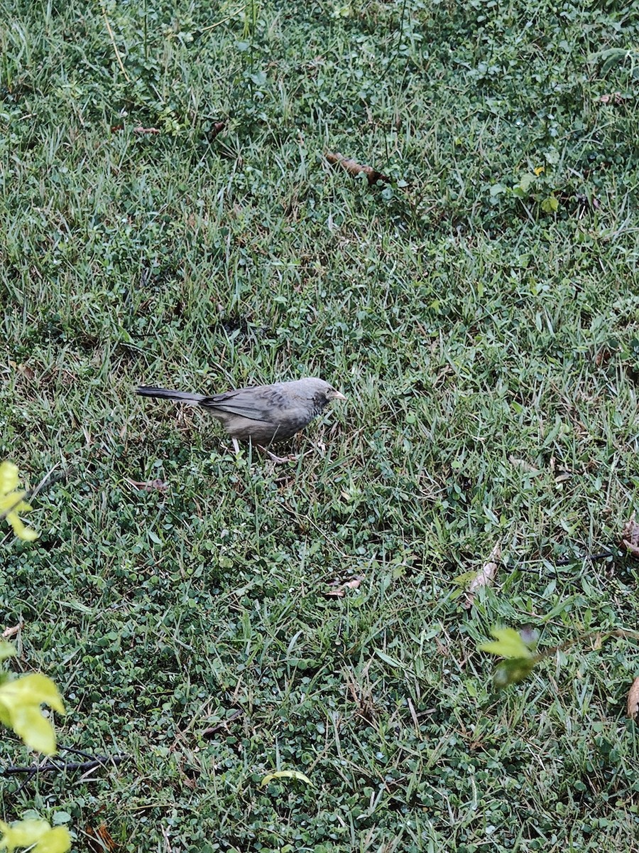 Yellow-billed Babbler - ML646288459