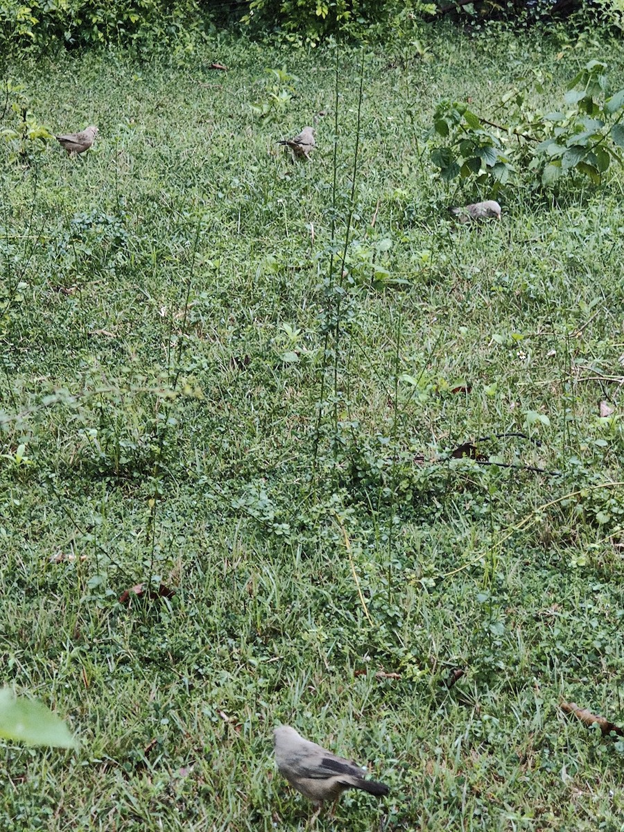 Yellow-billed Babbler - ML646288460