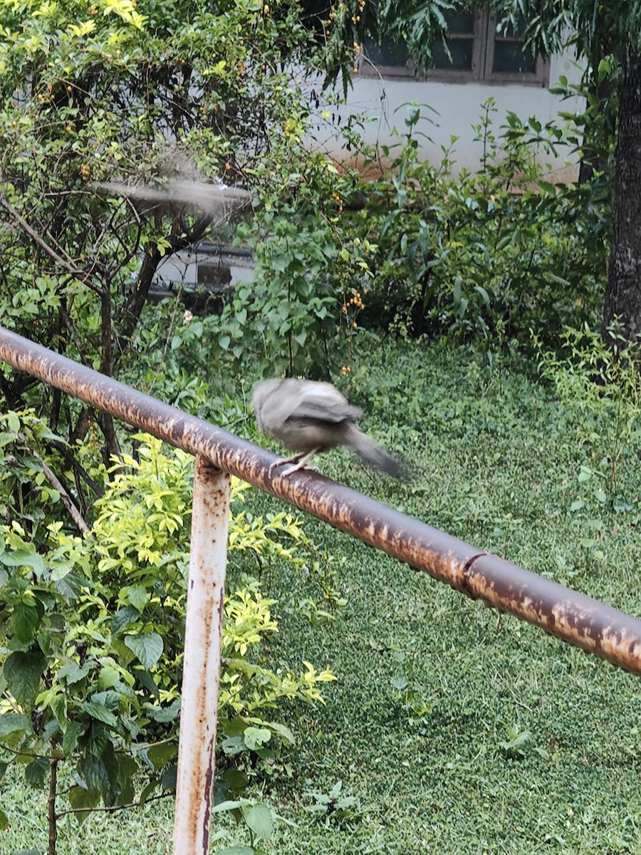 Yellow-billed Babbler - ML646288461