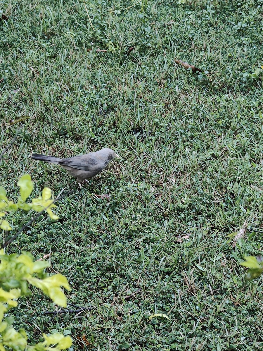 Yellow-billed Babbler - ML646288462