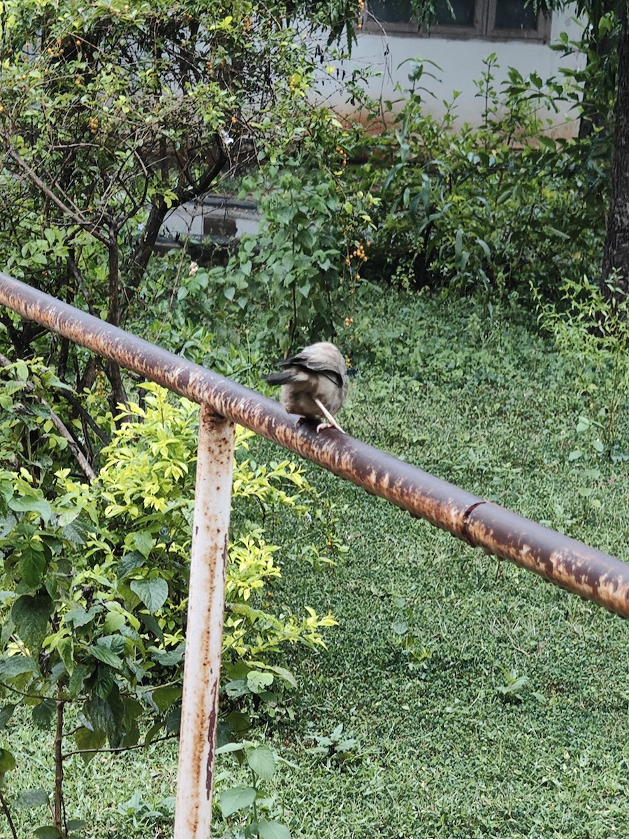 Yellow-billed Babbler - ML646288463
