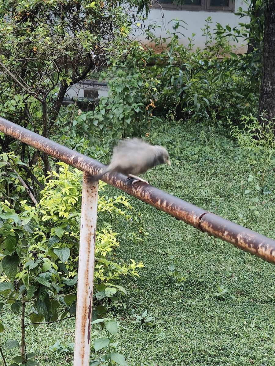 Yellow-billed Babbler - ML646288464