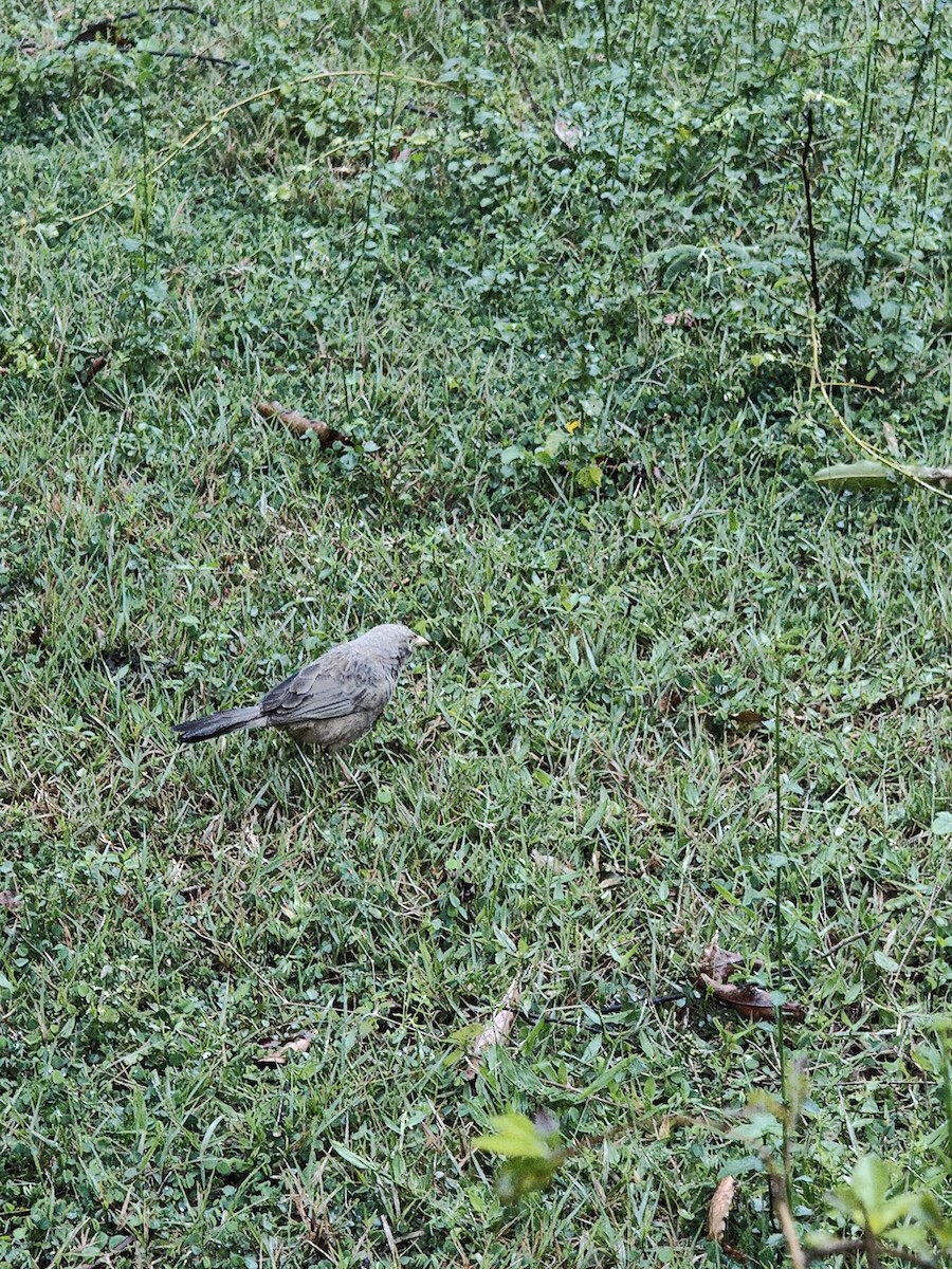 Yellow-billed Babbler - ML646288465