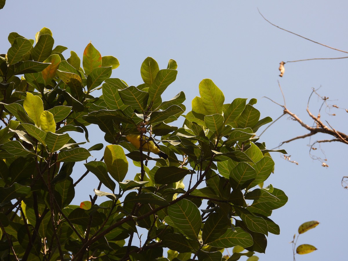 Common Iora - ML646288475