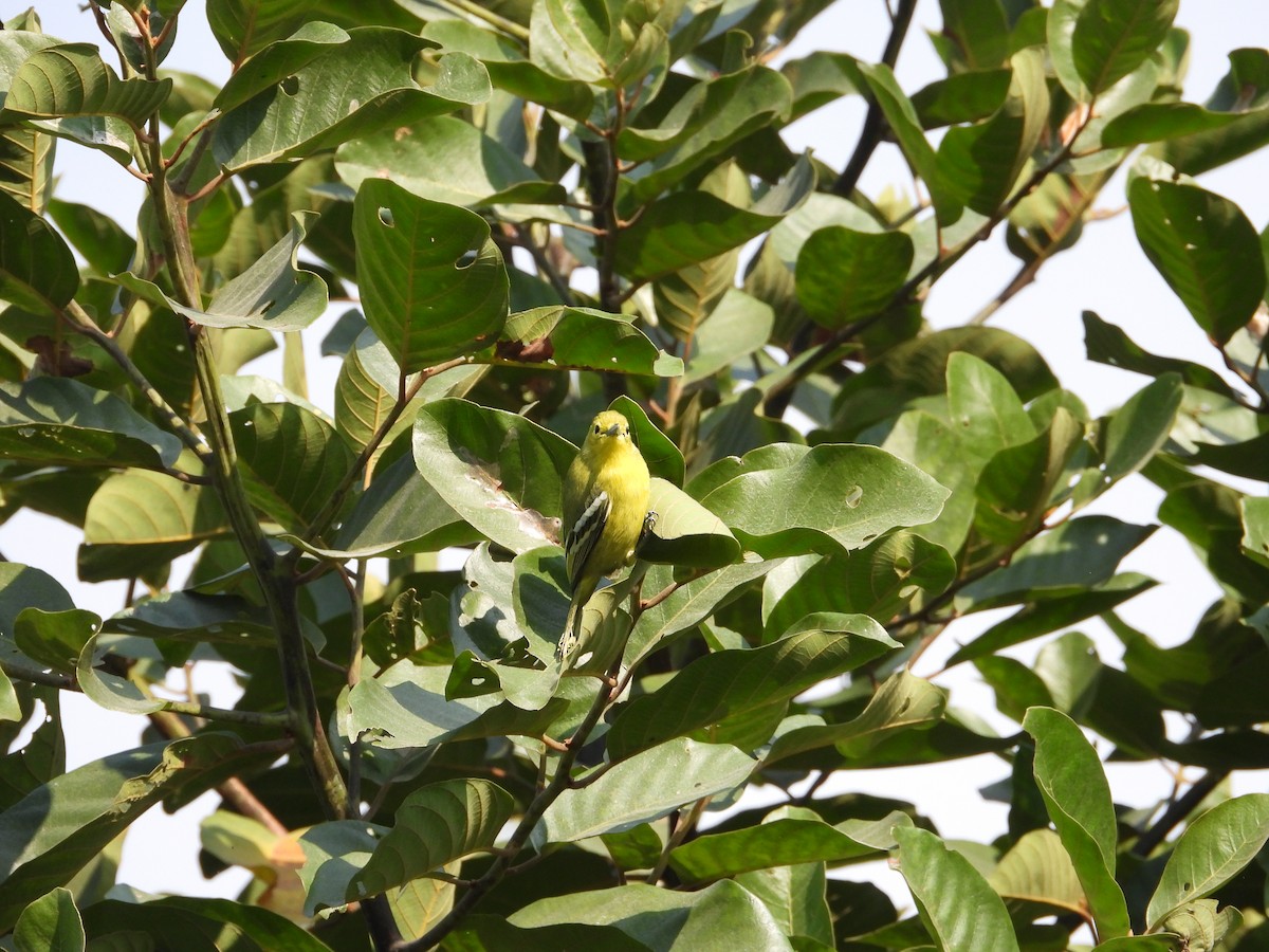 Common Iora - ML646288476