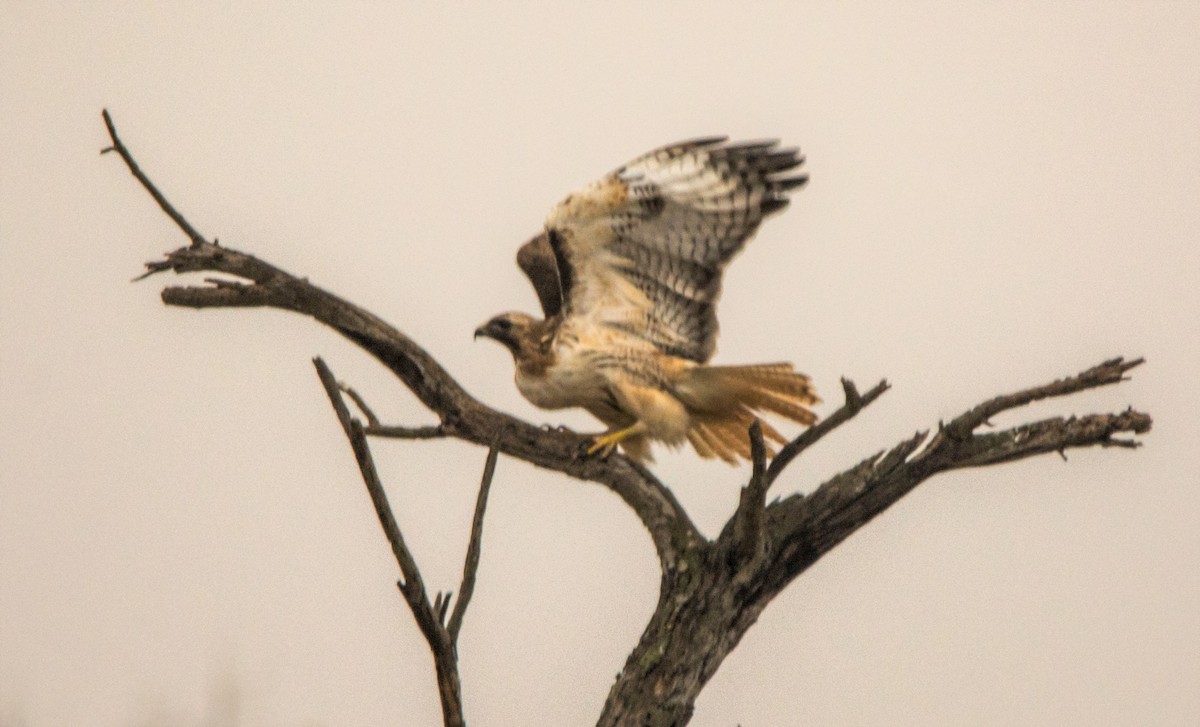 rødstjertvåk - ML646288479