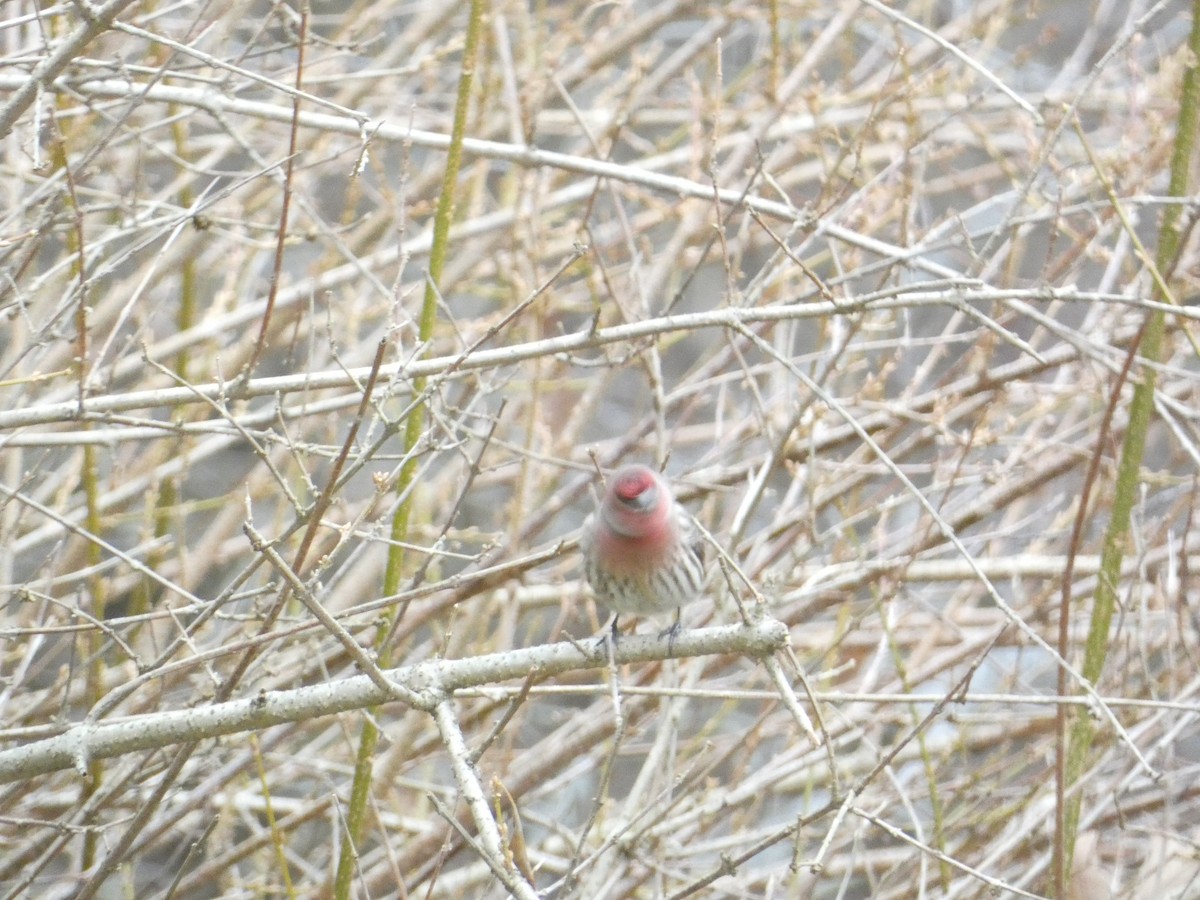 Roselin familier - ML646288482