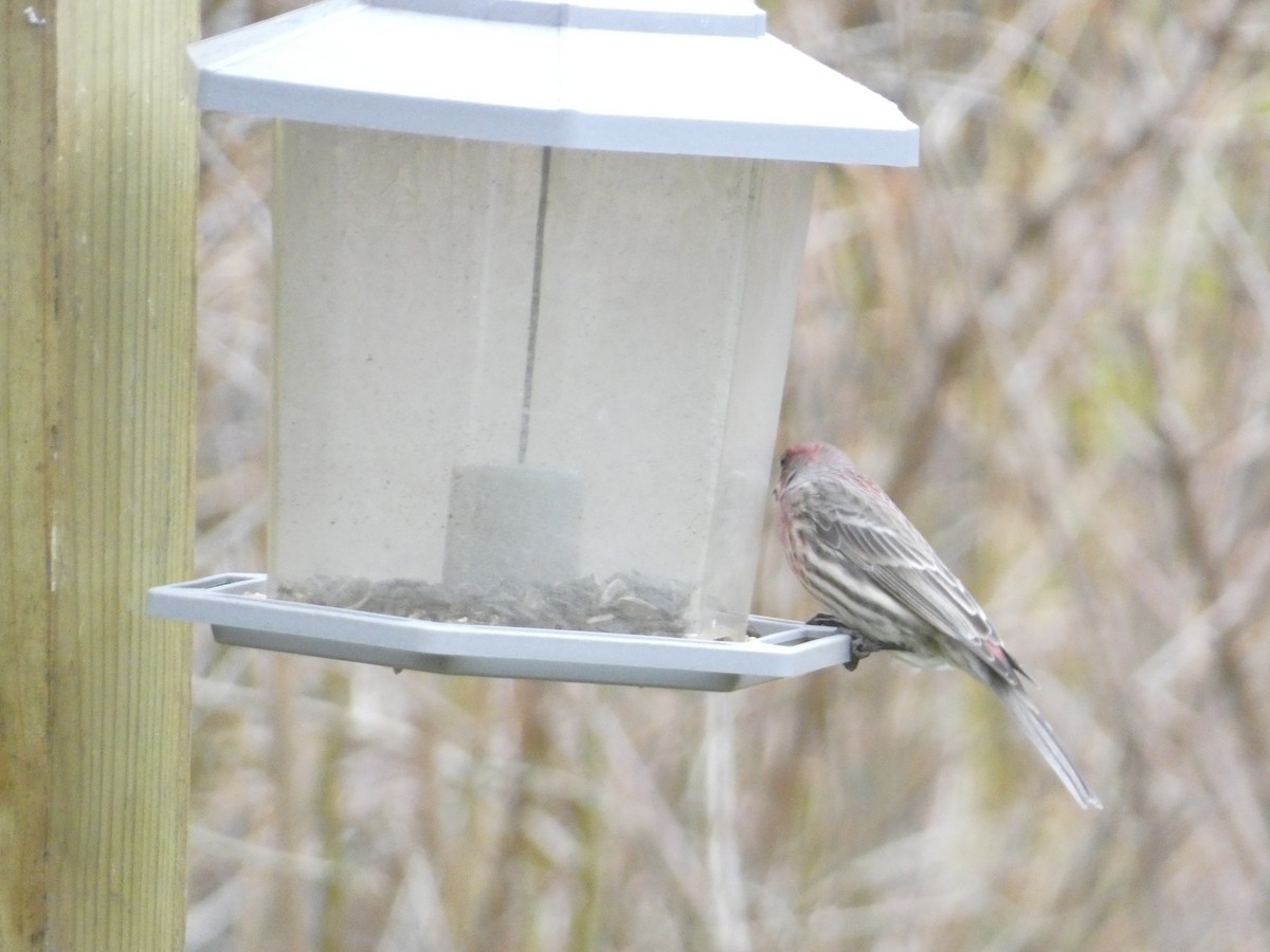 husrosenfink - ML646288484