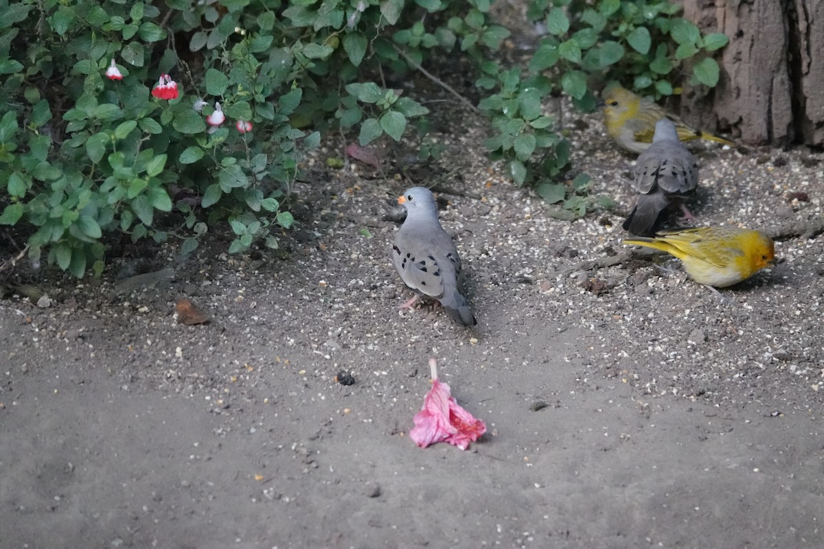 kvekkedue - ML646288486