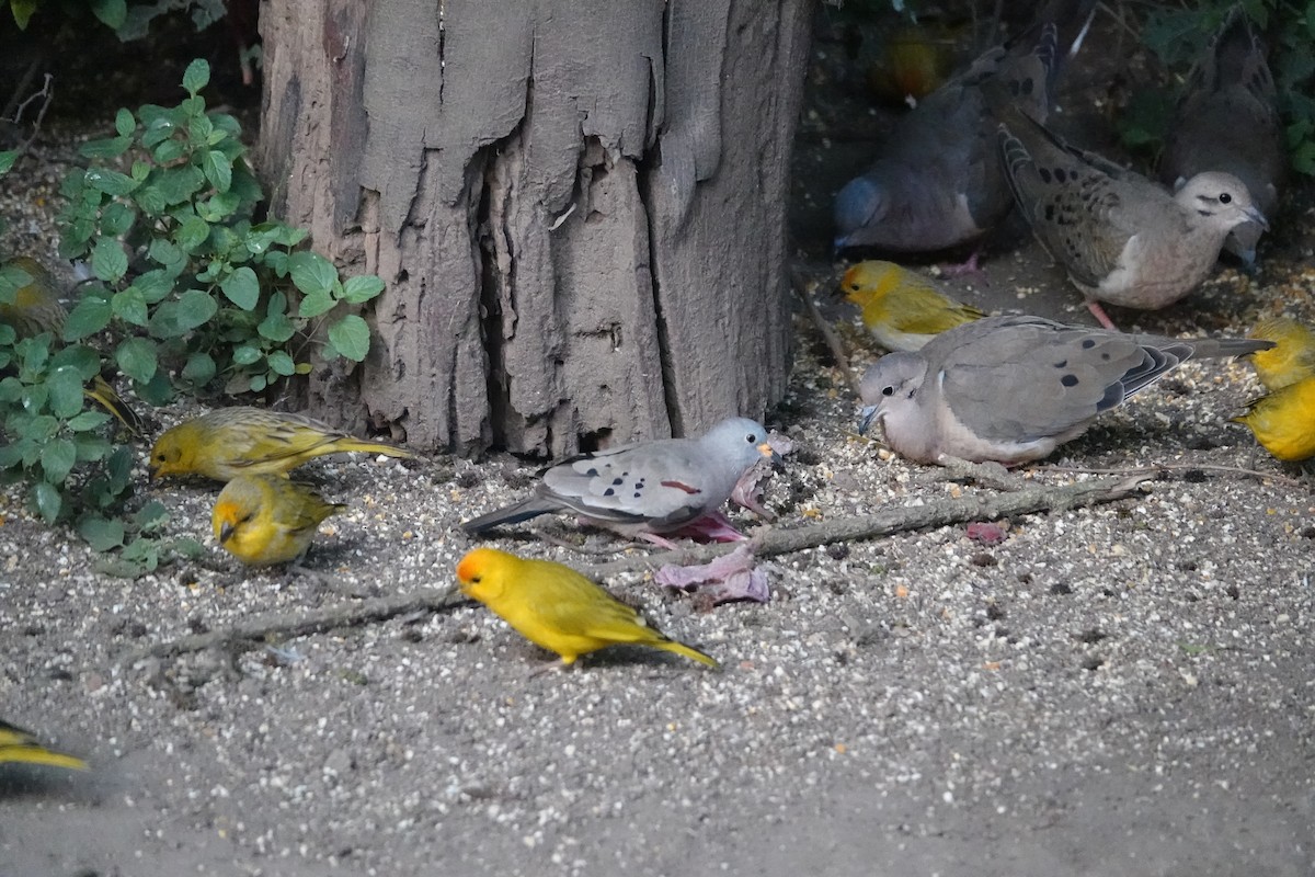 kvekkedue - ML646288487