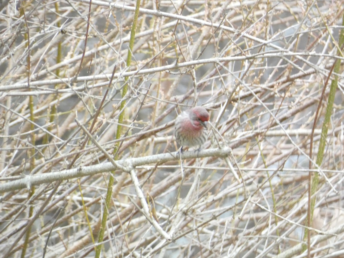 husrosenfink - ML646288488