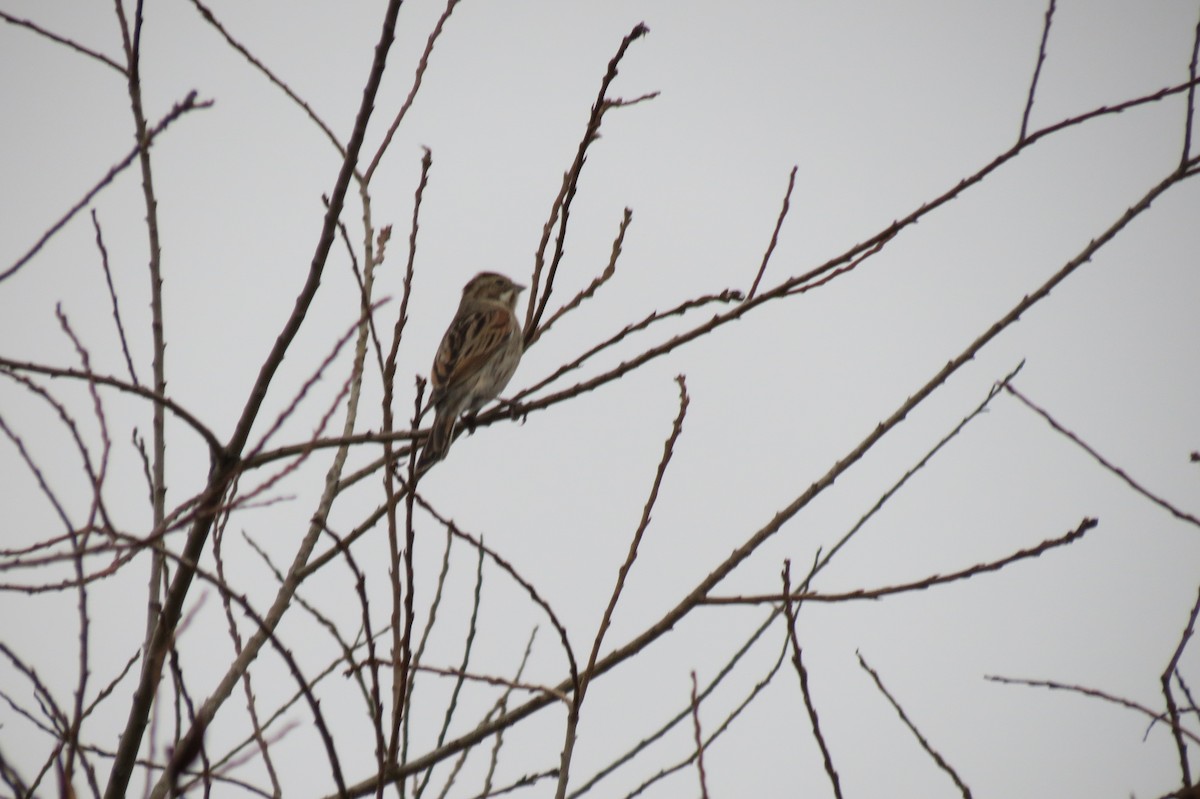 sivspurv - ML646288489