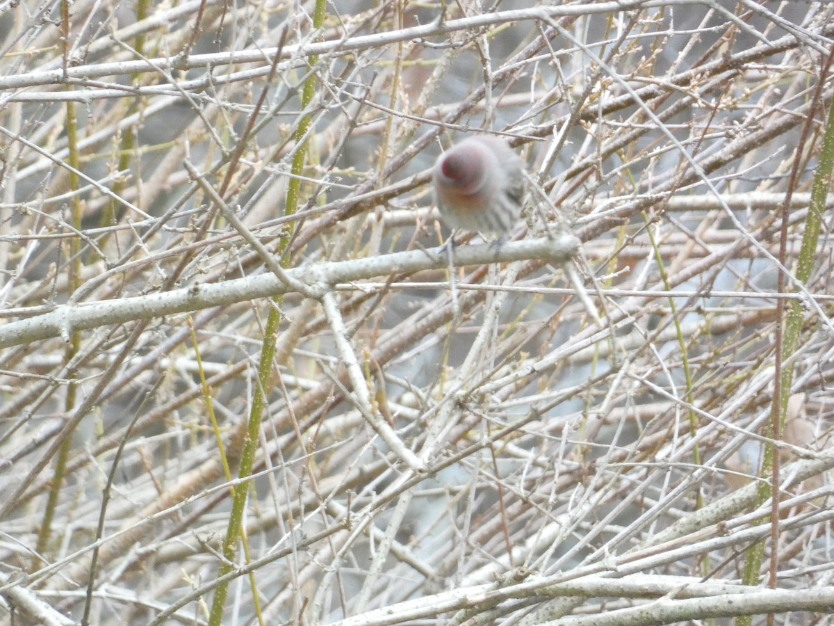 husrosenfink - ML646288490