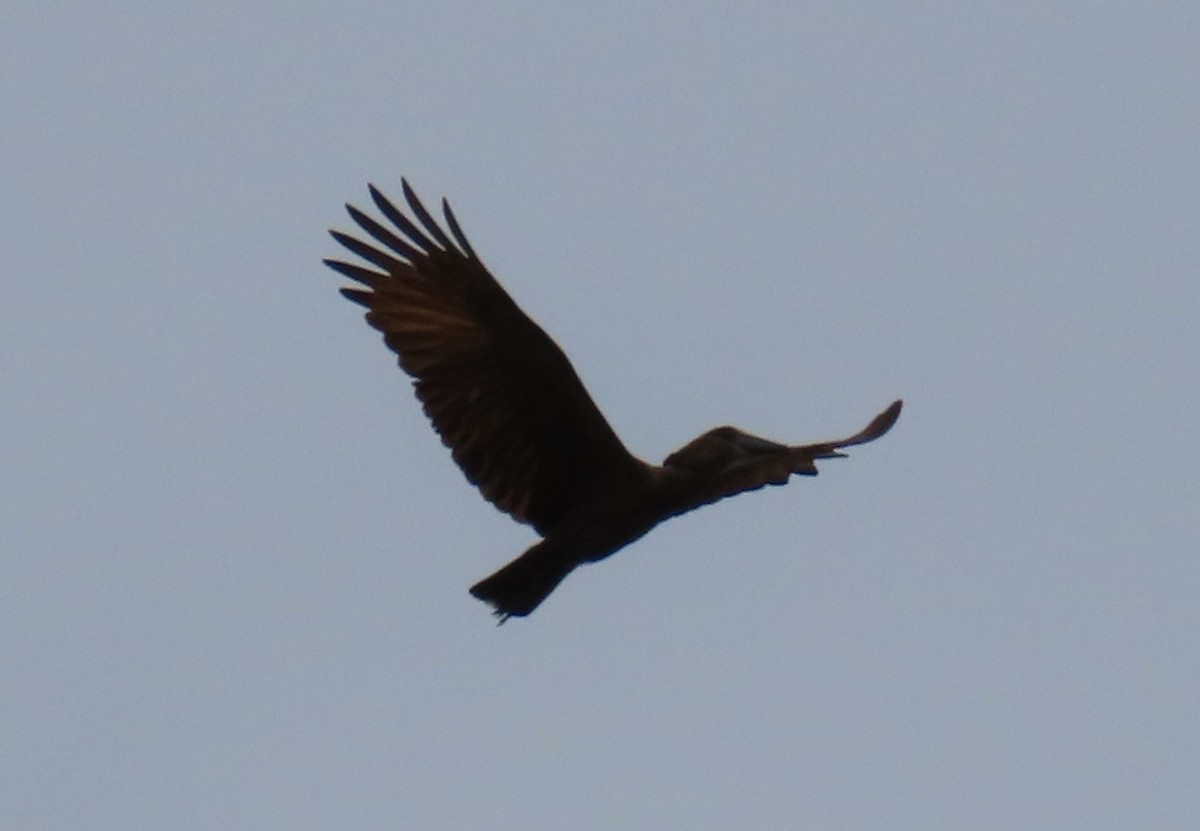 skyggefugl - ML646288492