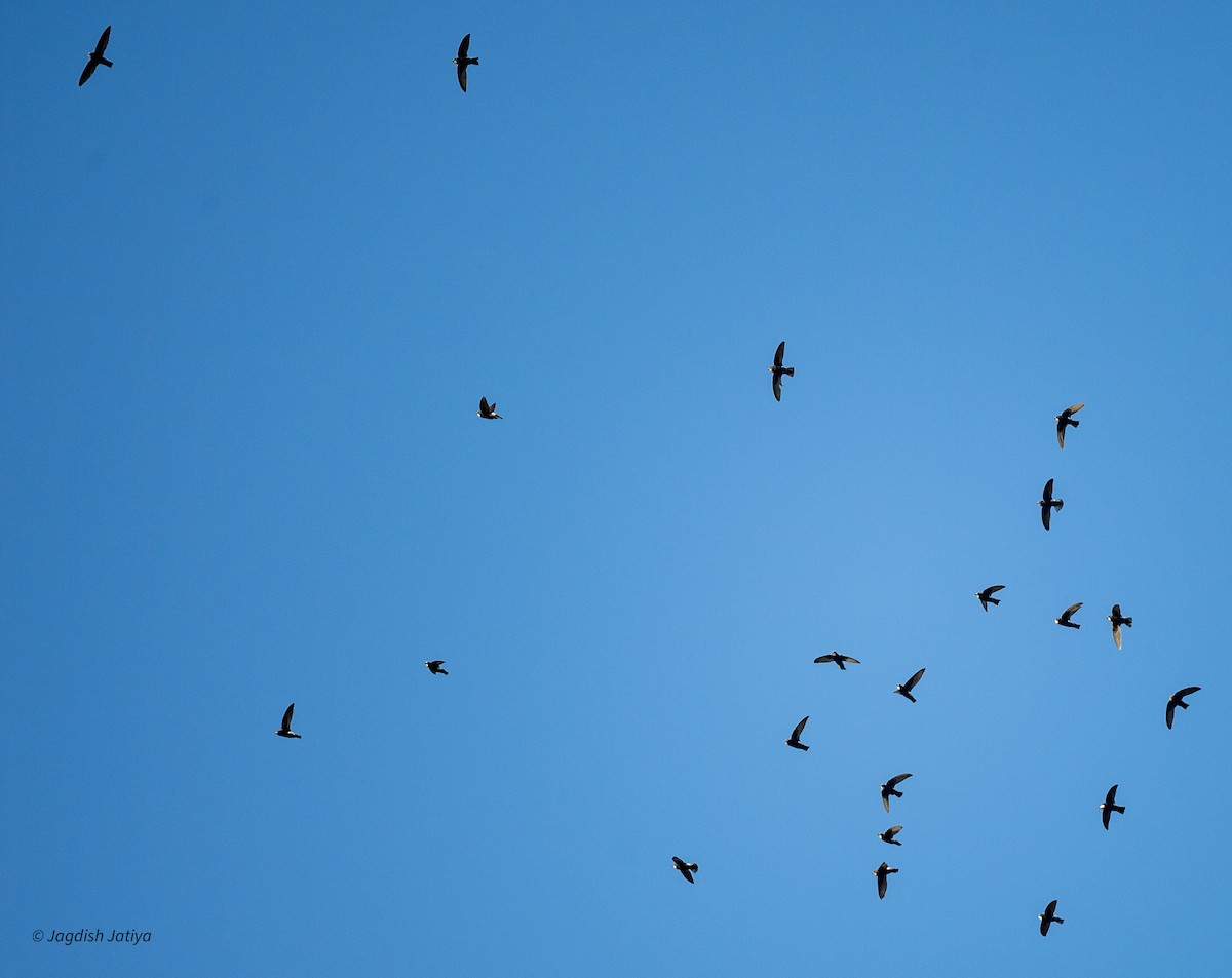 småseiler - ML646288494