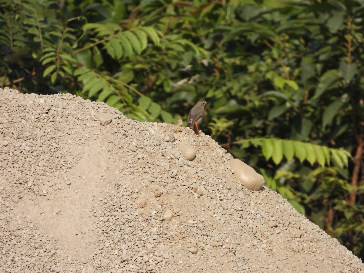 kinarødstjert - ML646288496