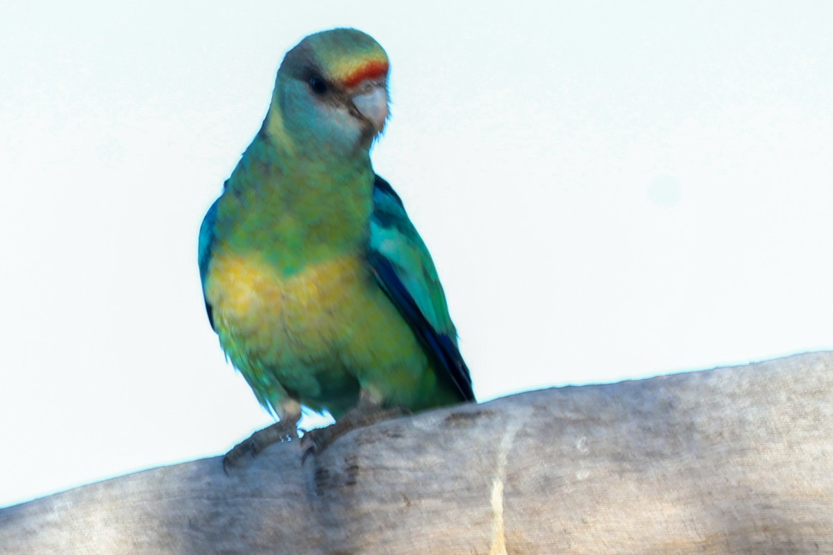 svarthodeparakitt - ML646288497