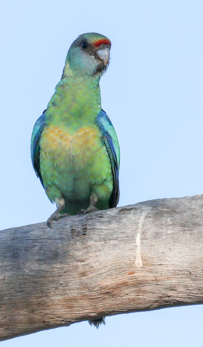 svarthodeparakitt - ML646288498