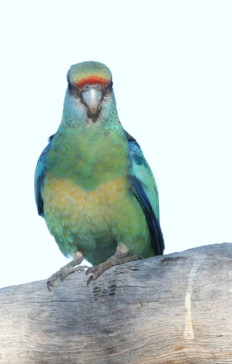 svarthodeparakitt - ML646288499