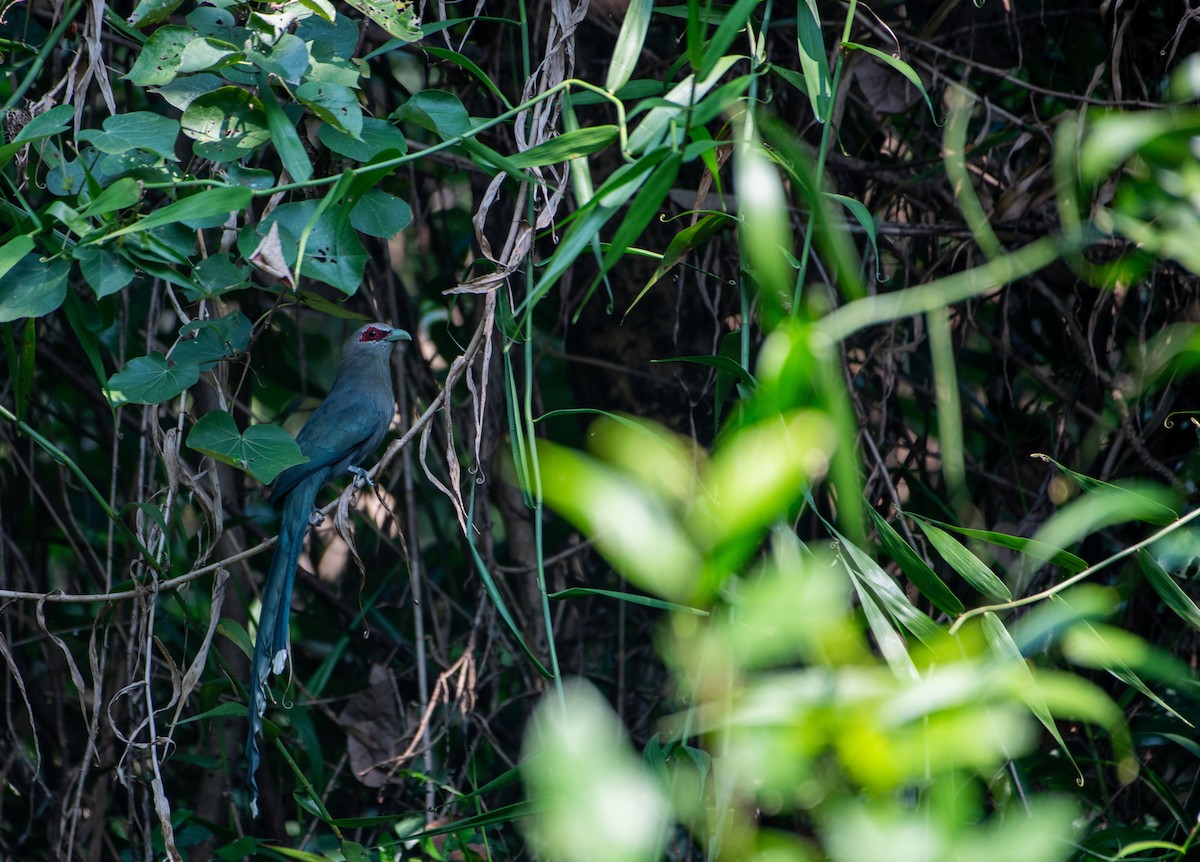 langstjertmalkoha - ML646288500