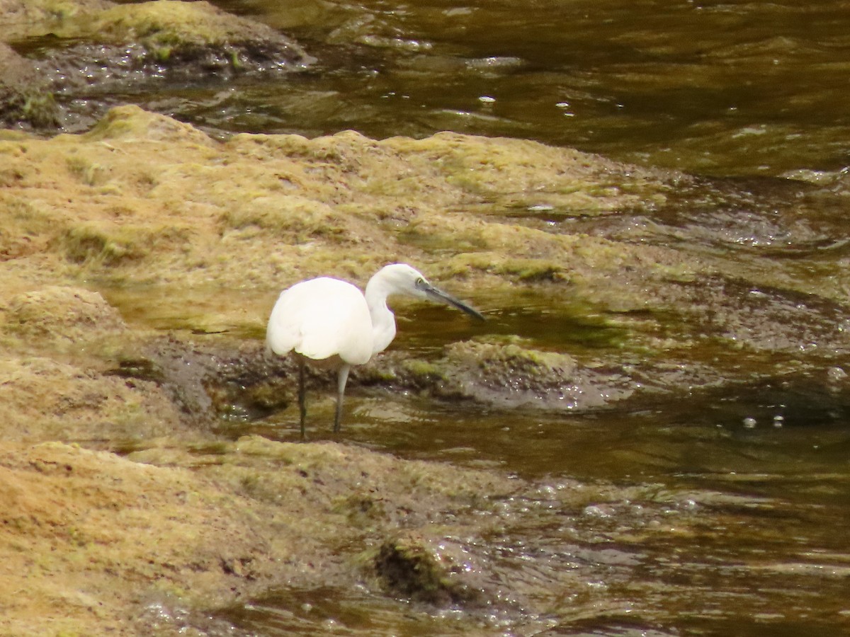 silkehegre - ML646288502